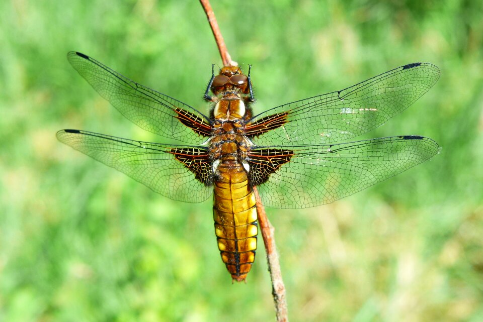 Dragonflies różnoskrzydłe nature dragonfly płaskobrzucha