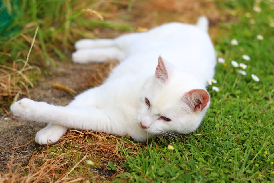 Feline kitty adorable