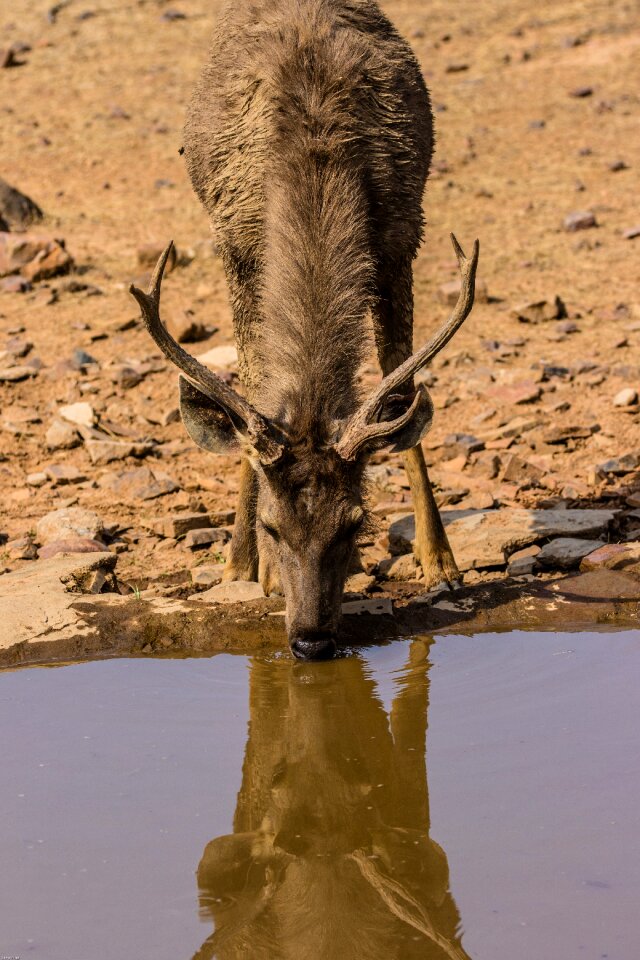 Samba deer drink mirroring