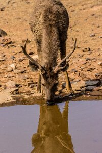Samba deer drink mirroring