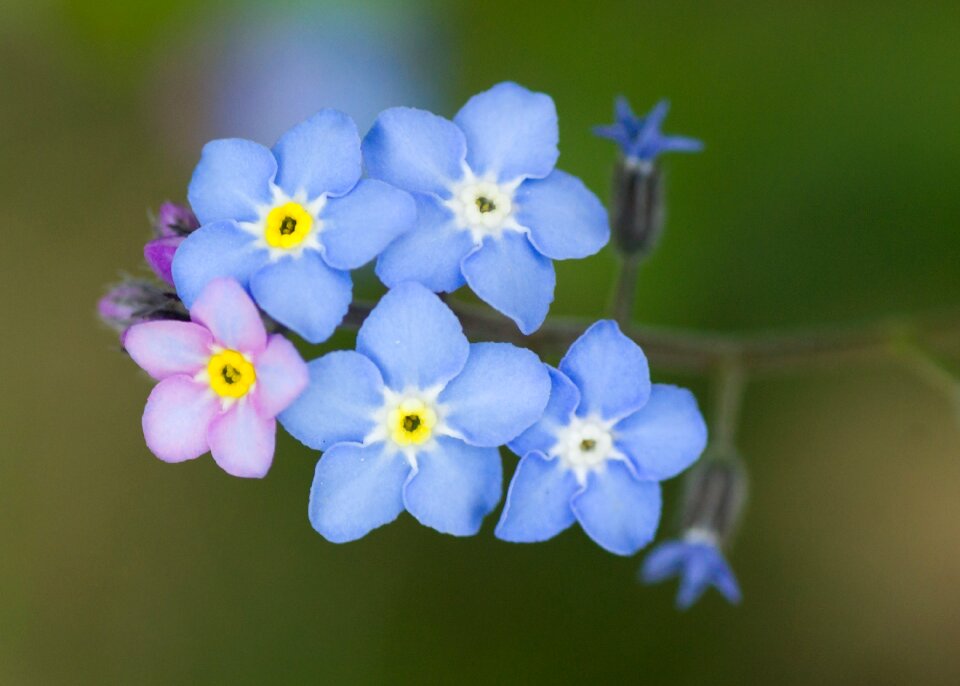 Forget-me-nots flowers myosotis