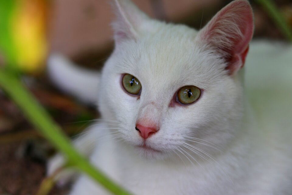 Feline animal kitty