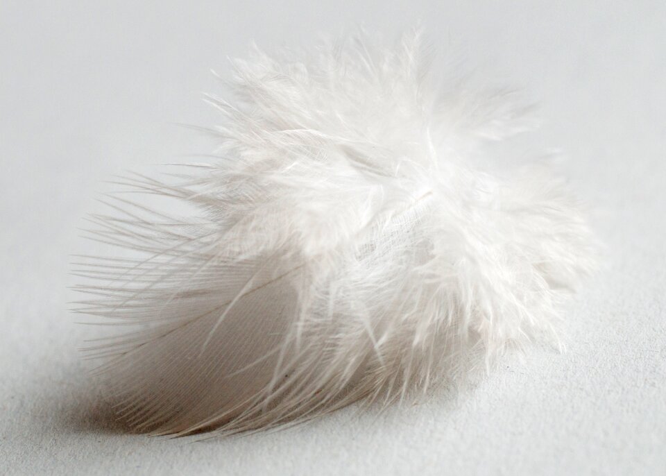 Feather white soft