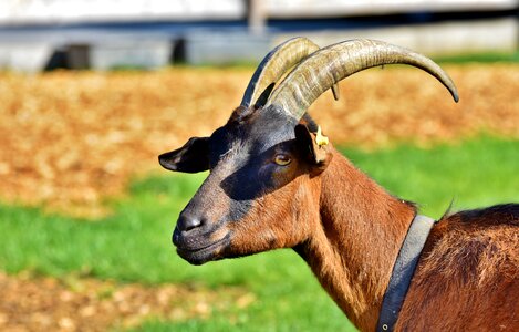 Horned goat buck goat's head photo