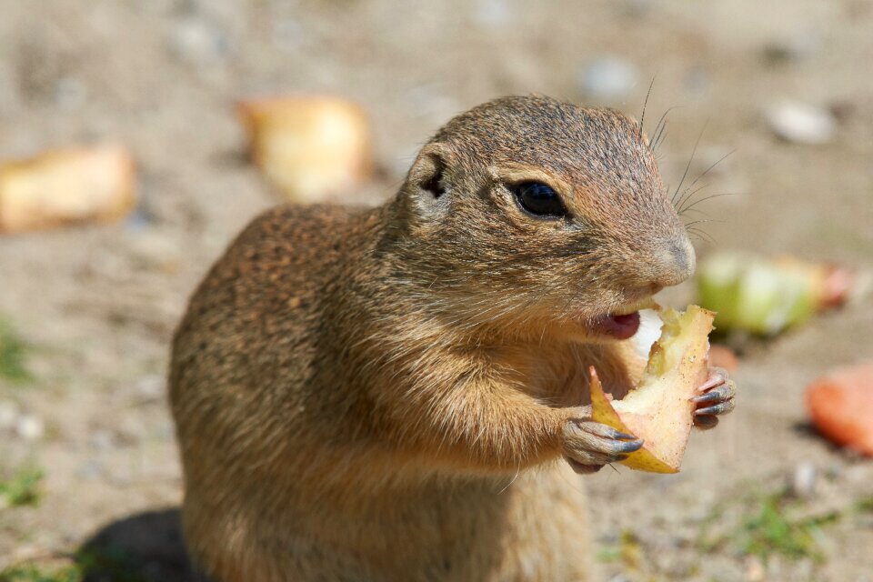 Furry mammal animal