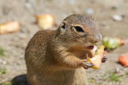 Furry mammal animal