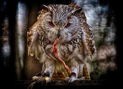 Feather eagle owl animals