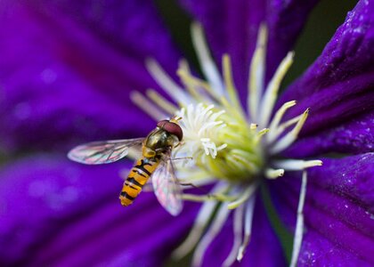 Hoverfly insect clematis