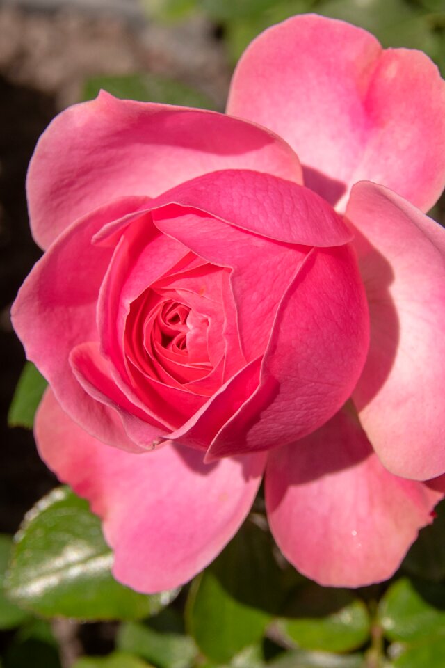 The romantic nature bloom