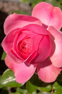 The romantic nature bloom