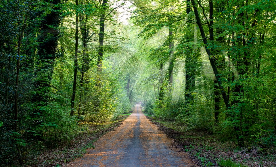 Trees mood morgenstimmung