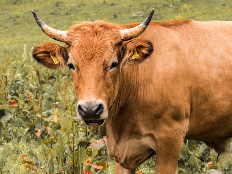 Agriculture horns animal