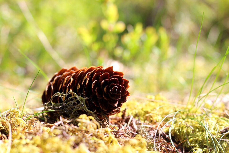 Forest forest floor brown