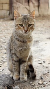 Animal portrait nature