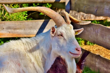 Horned horns bock photo