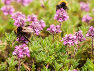 Plant bee thyme