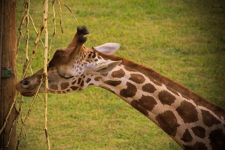 Zoo horns wild