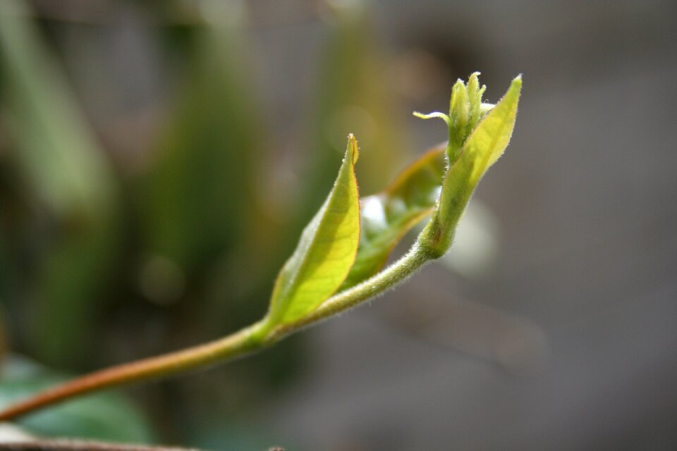 Plant no person outdoor