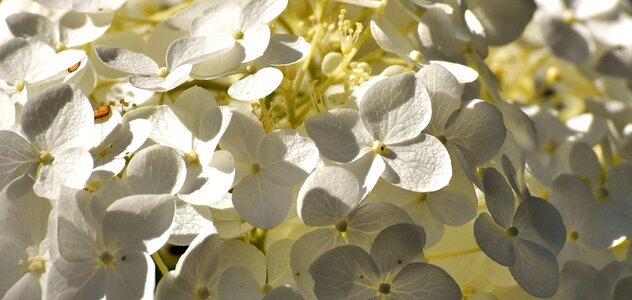 Blossom bloom nature