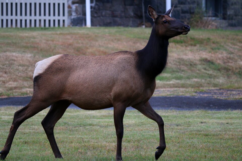 Oregon animal nature