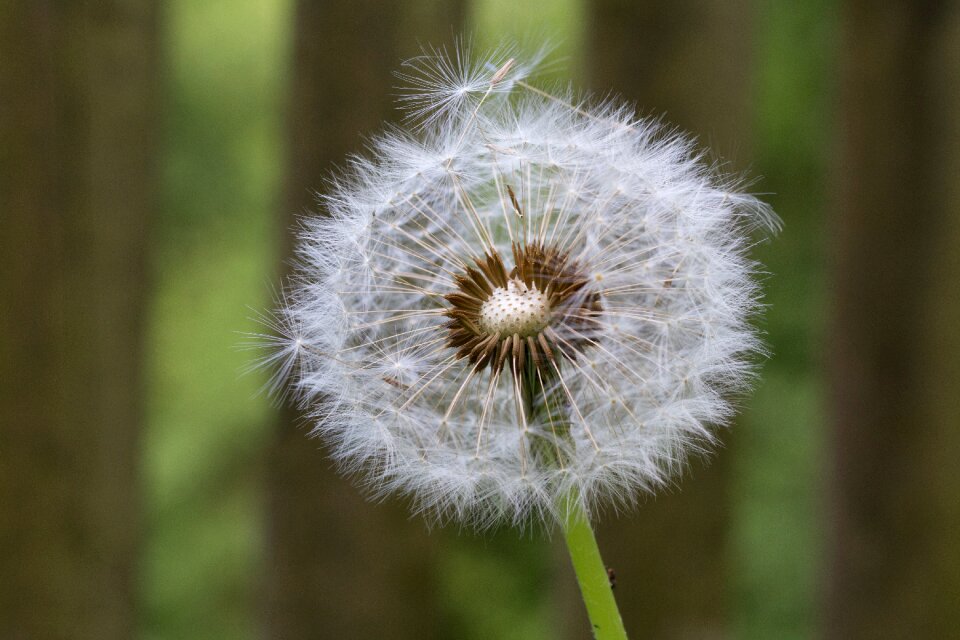 Seeds close up nature