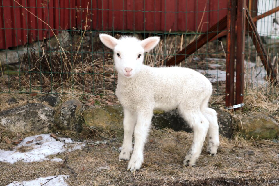 The animal kingdom livestock lamb