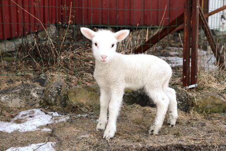 The animal kingdom livestock lamb photo
