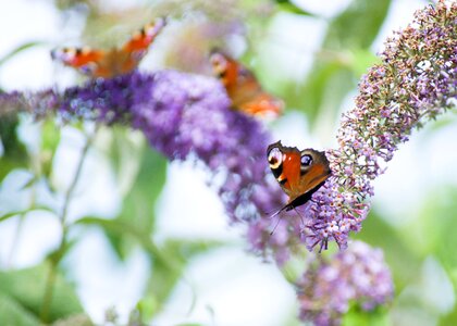 Peacock butterflies buddleia insects photo