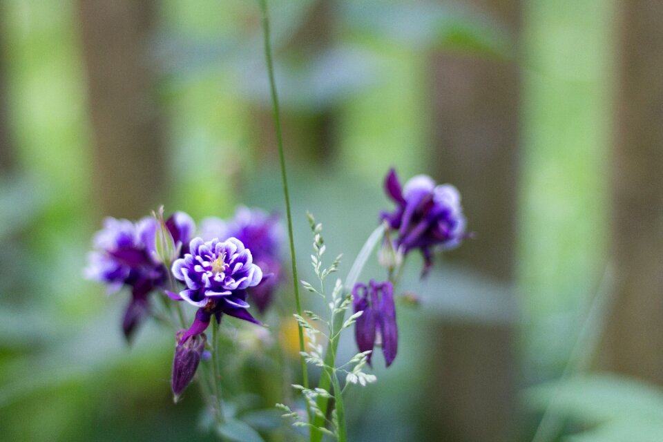 Texture flowers plant