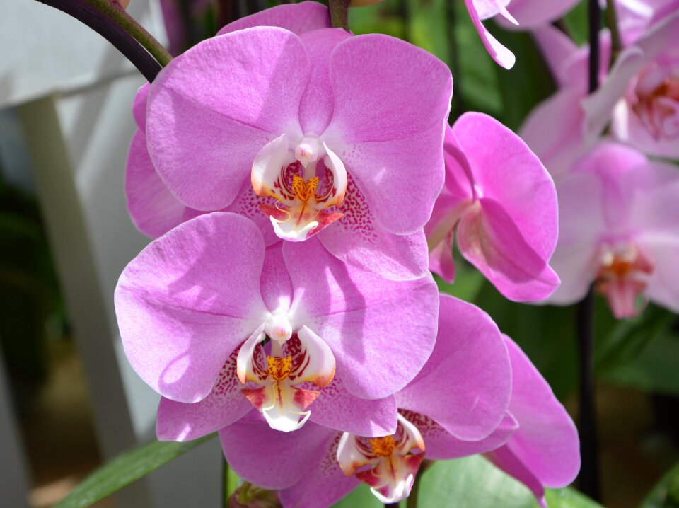 Decoration plant offer