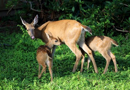 Deer in yard animals green life