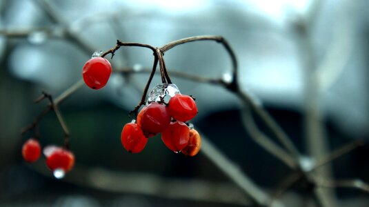 White cold nature