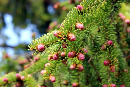 Tap pink conifer photo