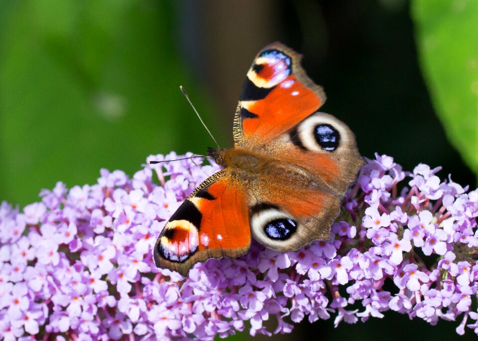 Peacock butterfly buddleia insects