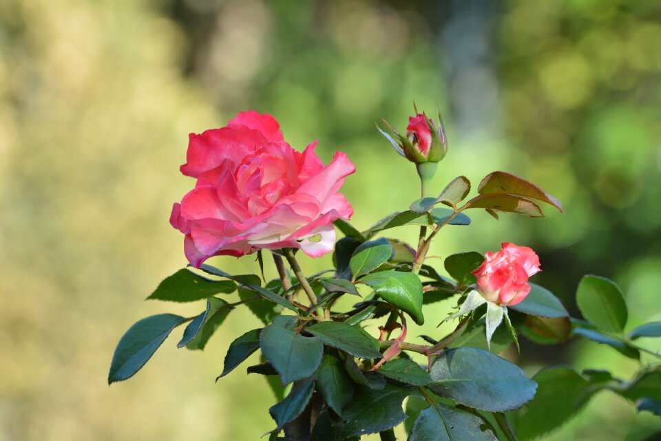Garden red bloom
