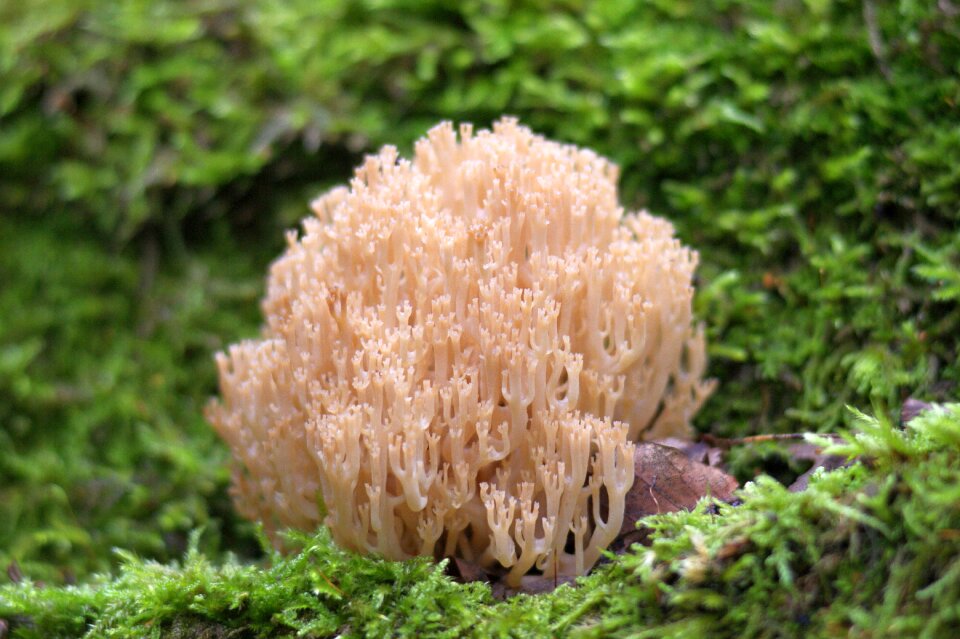 Under threat forest moss