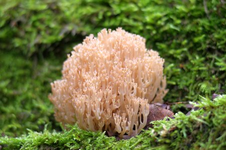 Under threat forest moss