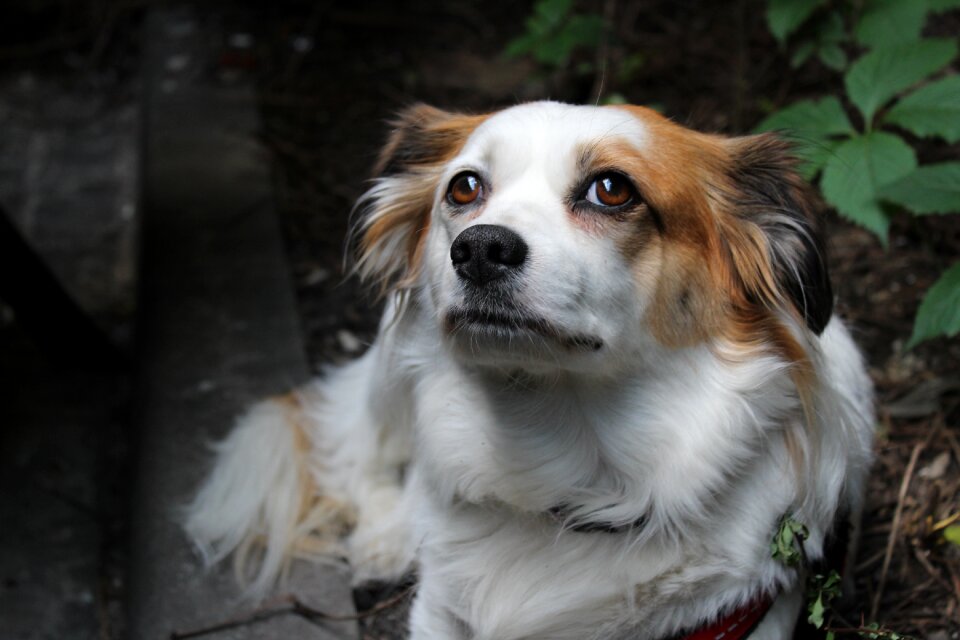 Płochacz animal doggy