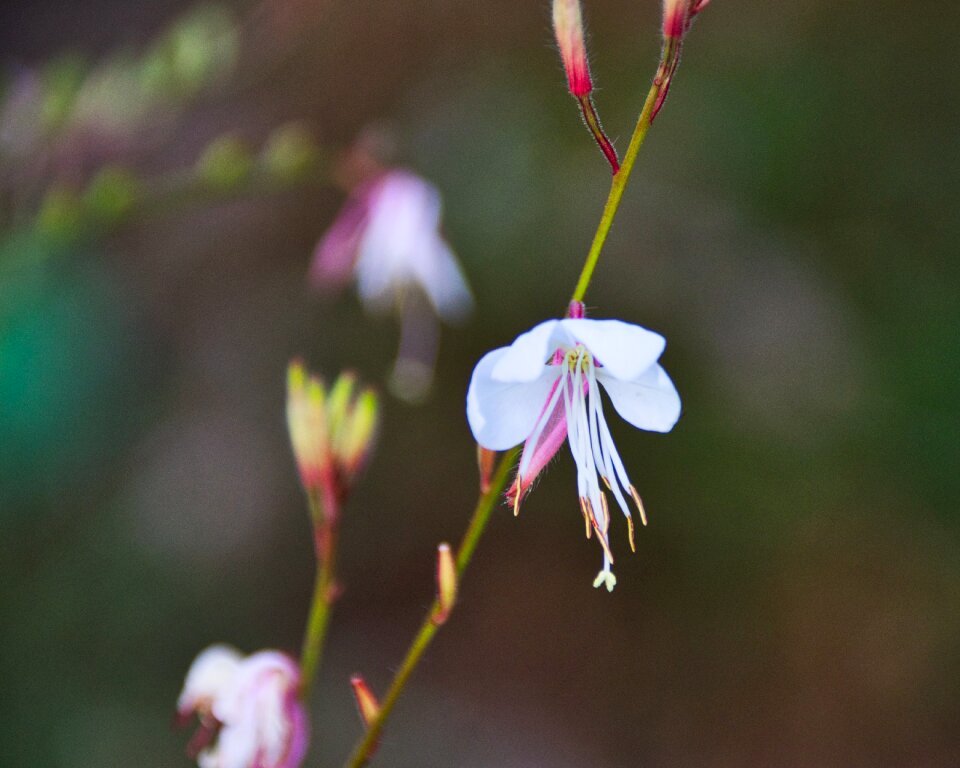 Flower white macro