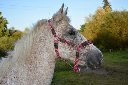 Nature portrait profile horse appaloosa