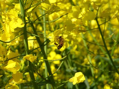 Bloom pollen pollination