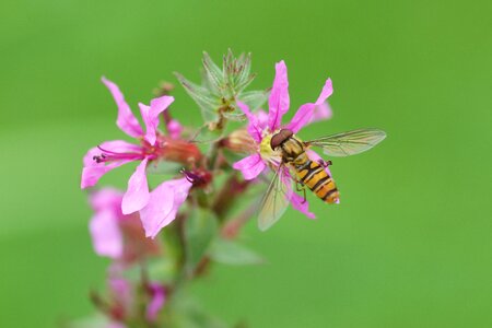 Hoverfly insect wildlife