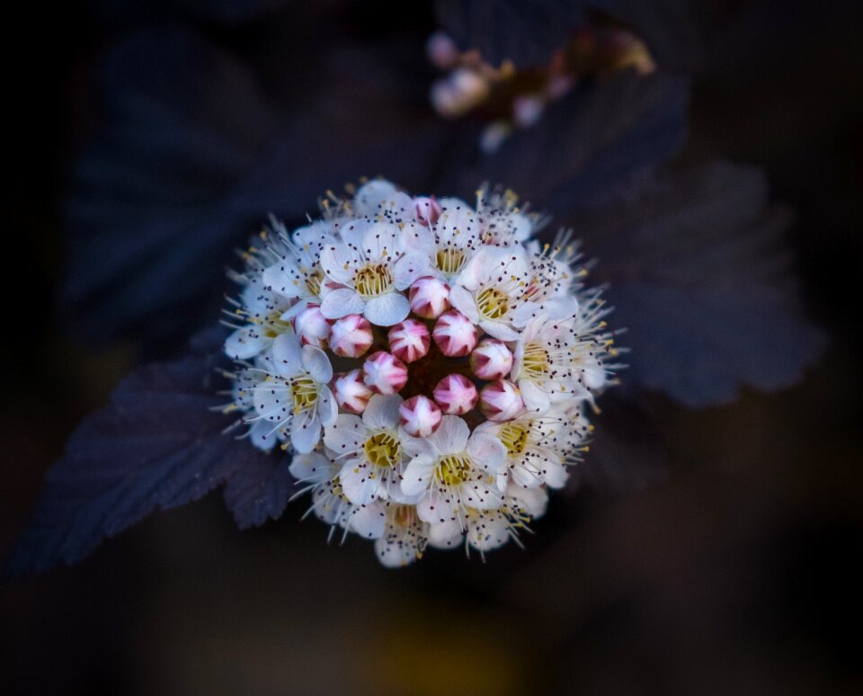 Bloom spring bud