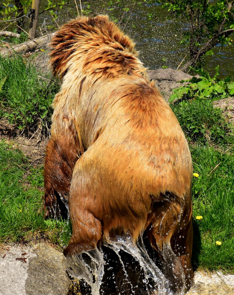 Wild animal furry dangerous