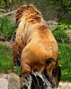 Wild animal furry dangerous