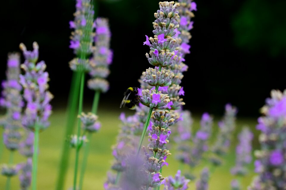 Nature plant purple