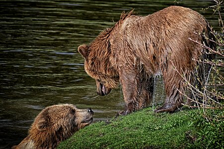 Water brown bear wild animal