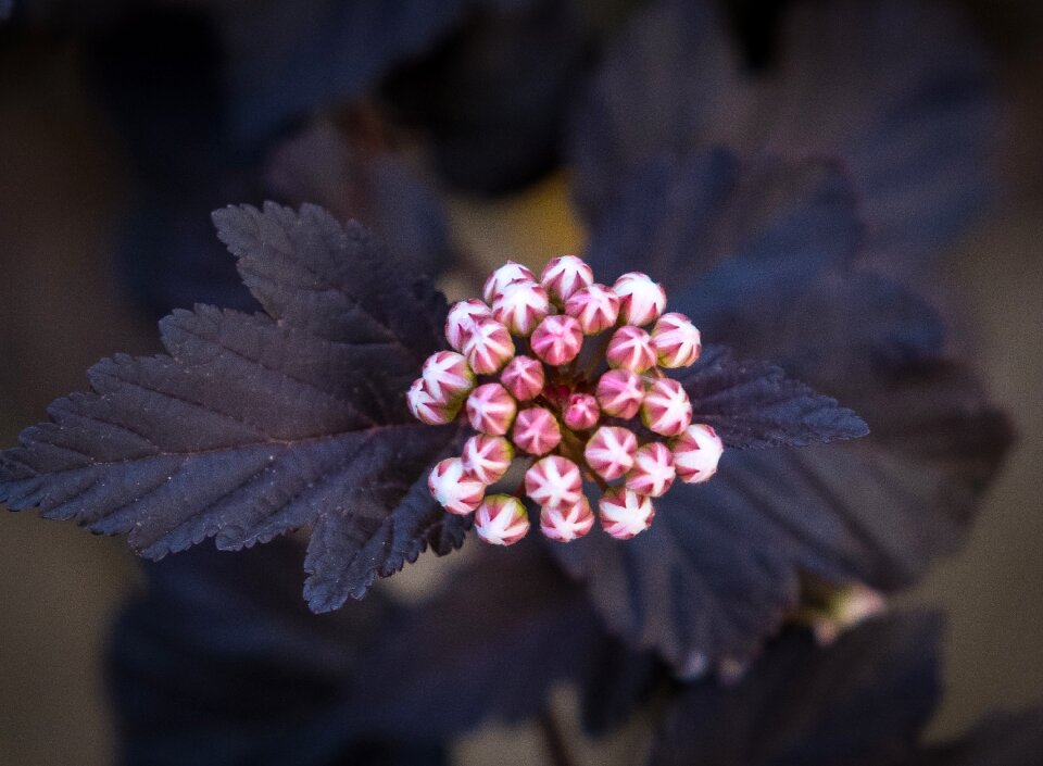 Bloom spring bud