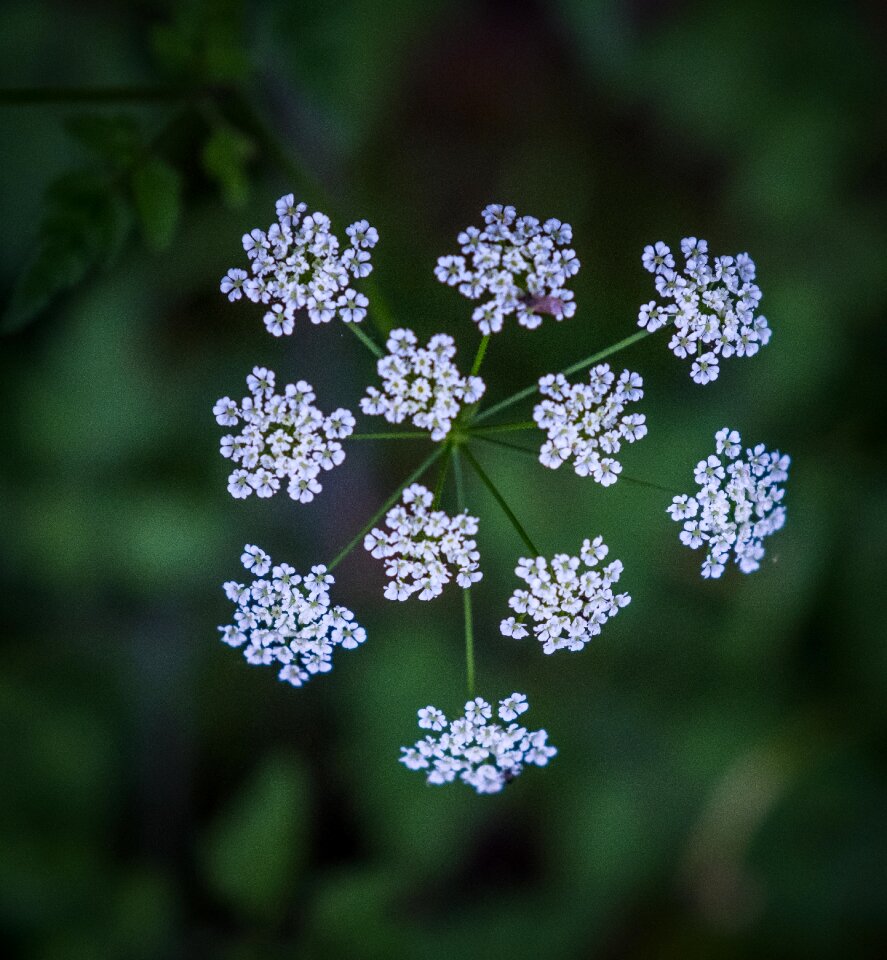 Bloom spring bud
