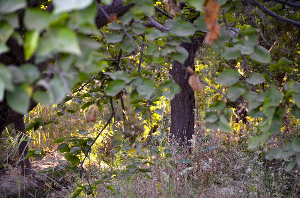 Trees nature mood